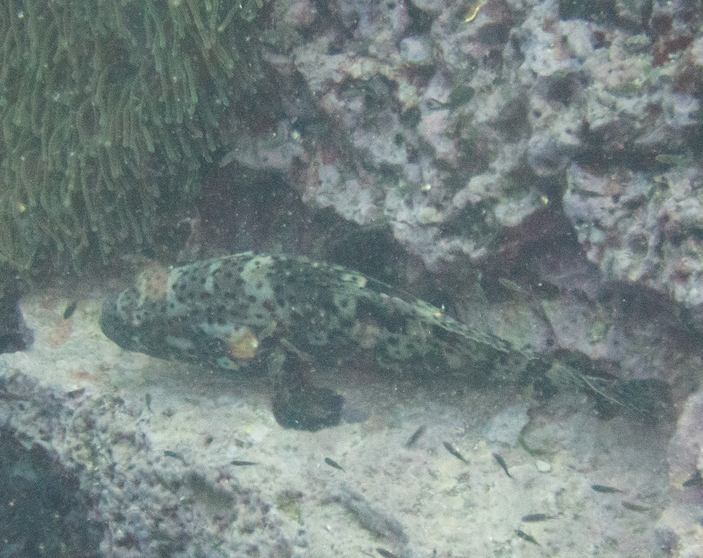 Coral grouper