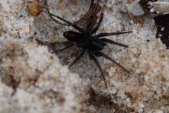 Castianeira descripta