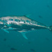 Giant Queenfish - Photo (c) portioid, some rights reserved (CC BY-SA), uploaded by portioid