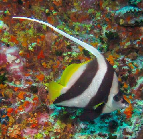 Longfin Bannerfish (Heniochus acuminatus)