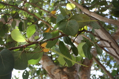 Coccoloba uvifera