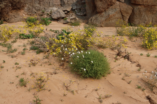 Image of Heliophila variabilis by (c) Tony Rebelo, some rights reserved (CC BY-SA)