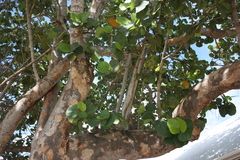 Coccoloba uvifera