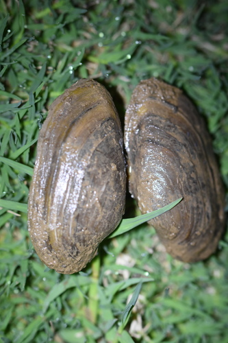 Nodularia douglasiae