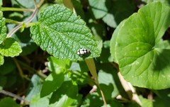Omophoita octoguttata