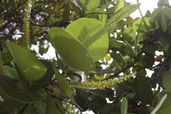 Coccoloba uvifera
