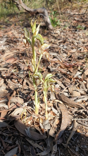 Image of Pterostylis arenicola by (c) Rosalie Lawrence, some rights reserved (CC BY)