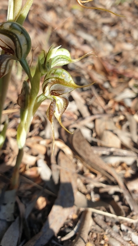 Image of Pterostylis arenicola by (c) Rosalie Lawrence, some rights reserved (CC BY)