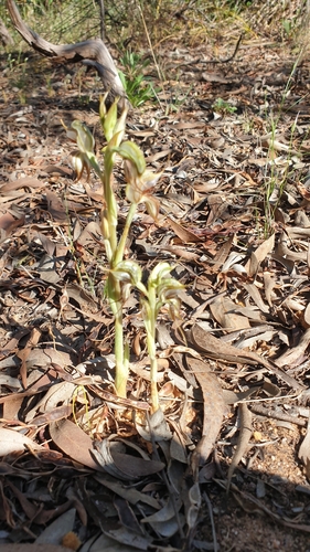Image of Pterostylis arenicola by (c) Rosalie Lawrence, some rights reserved (CC BY)