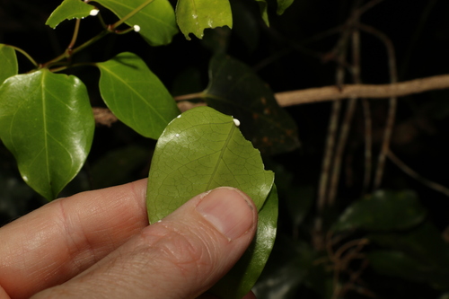 Image of Parsonsia longipetiolata by (c) Greg Tasney, some rights reserved (CC BY-SA)