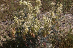 Astragalus oxyphysus