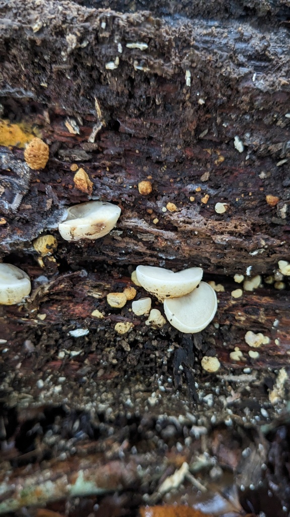 Favolaschia gelatina · September 2023 · photo: © atsushi_nakajima_cirque (iNaturalist, cc-by)