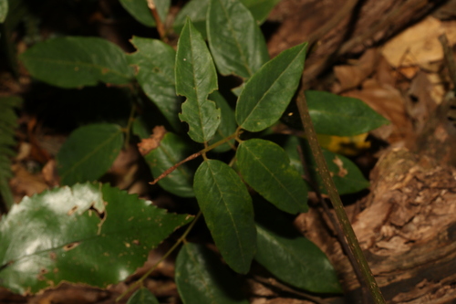 Image of Austrosteenisia glabristyla by (c) Greg Tasney, some rights reserved (CC BY-SA)