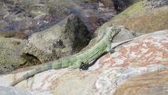 Iguana iguana
