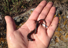 Batrachoseps major major