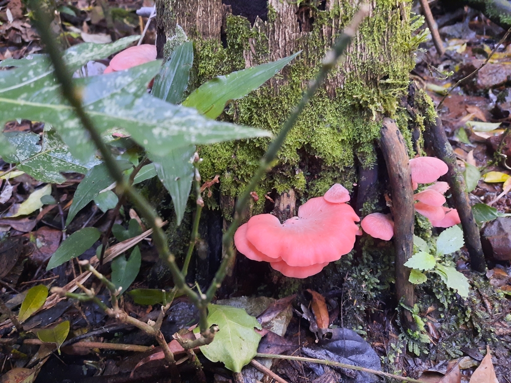 Pleurotus djamor · September 2023 · photo: © noeliamedina89 (iNaturalist, cc0)