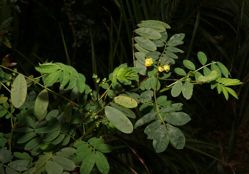 Image of Senna acclinis by (c) Greg Tasney, some rights reserved (CC BY-SA)