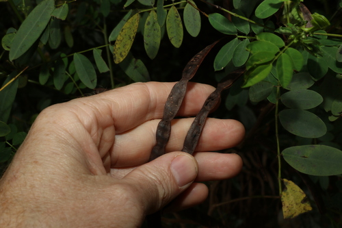 Image of Senna acclinis by (c) Greg Tasney, some rights reserved (CC BY-SA)