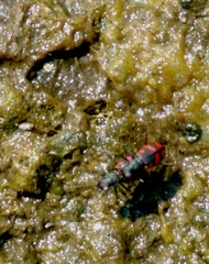Cicindela sommeri