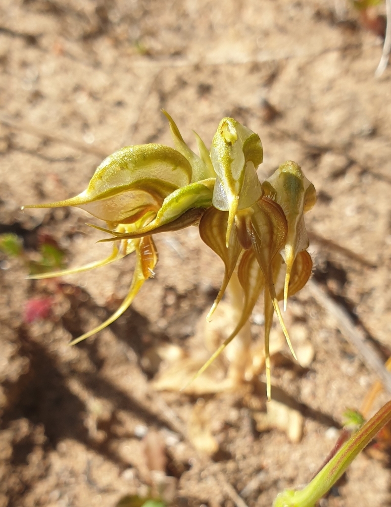 Pterostylis arenicola