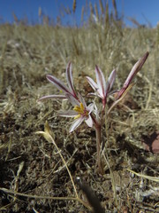 Traubia modesta
