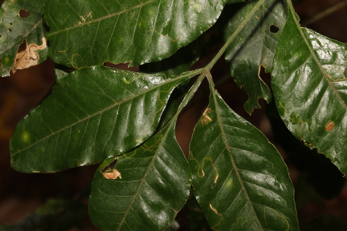Flindersia xanthoxyla (A.Cunn. ex Hook.) Domin