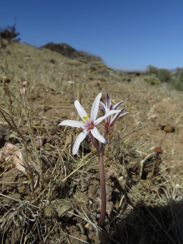 Image of Traubia Modesta (Traubia modesta) by (c) Nicolás Lavandero, some rights reserved (CC BY)