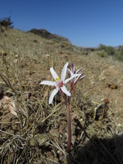 Traubia modesta