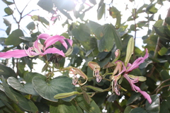 Bauhinia
