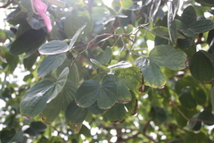 Bauhinia