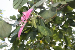 Bauhinia