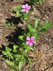 Catharanthus roseus image