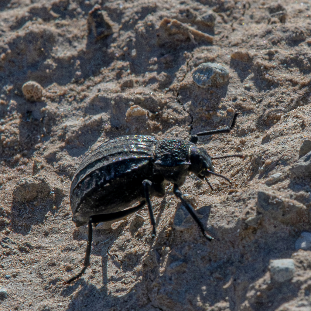 Sordid Darkling Beetle from San Juan County, UT, USA on September 17