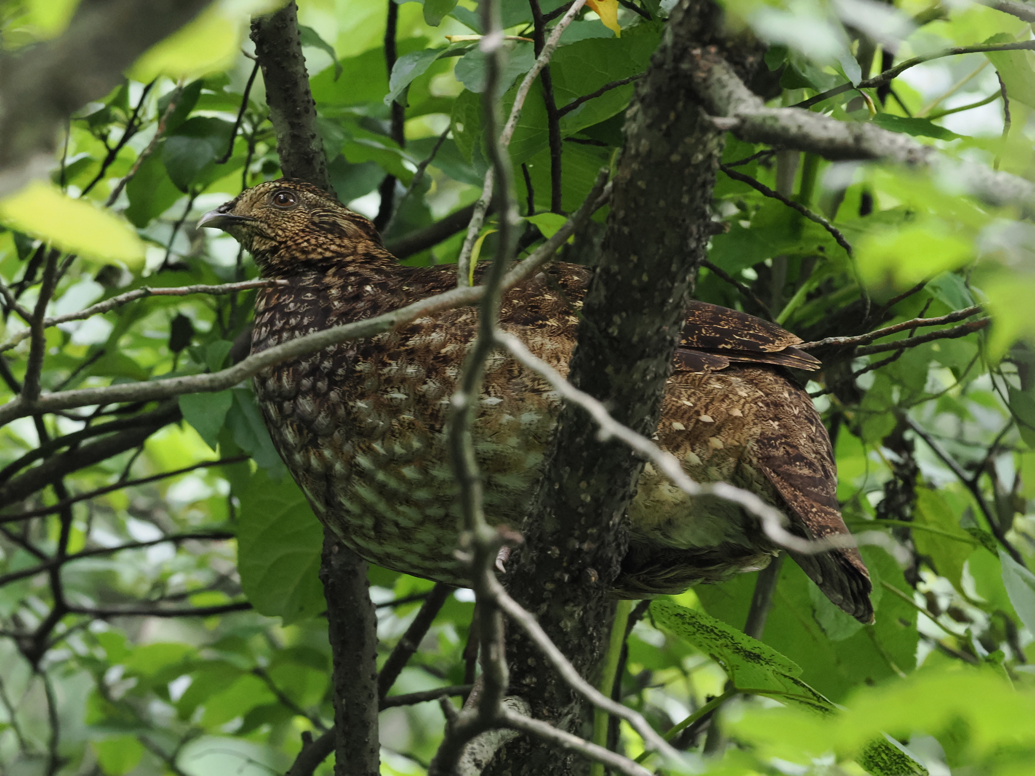 Temminck's Tragopan