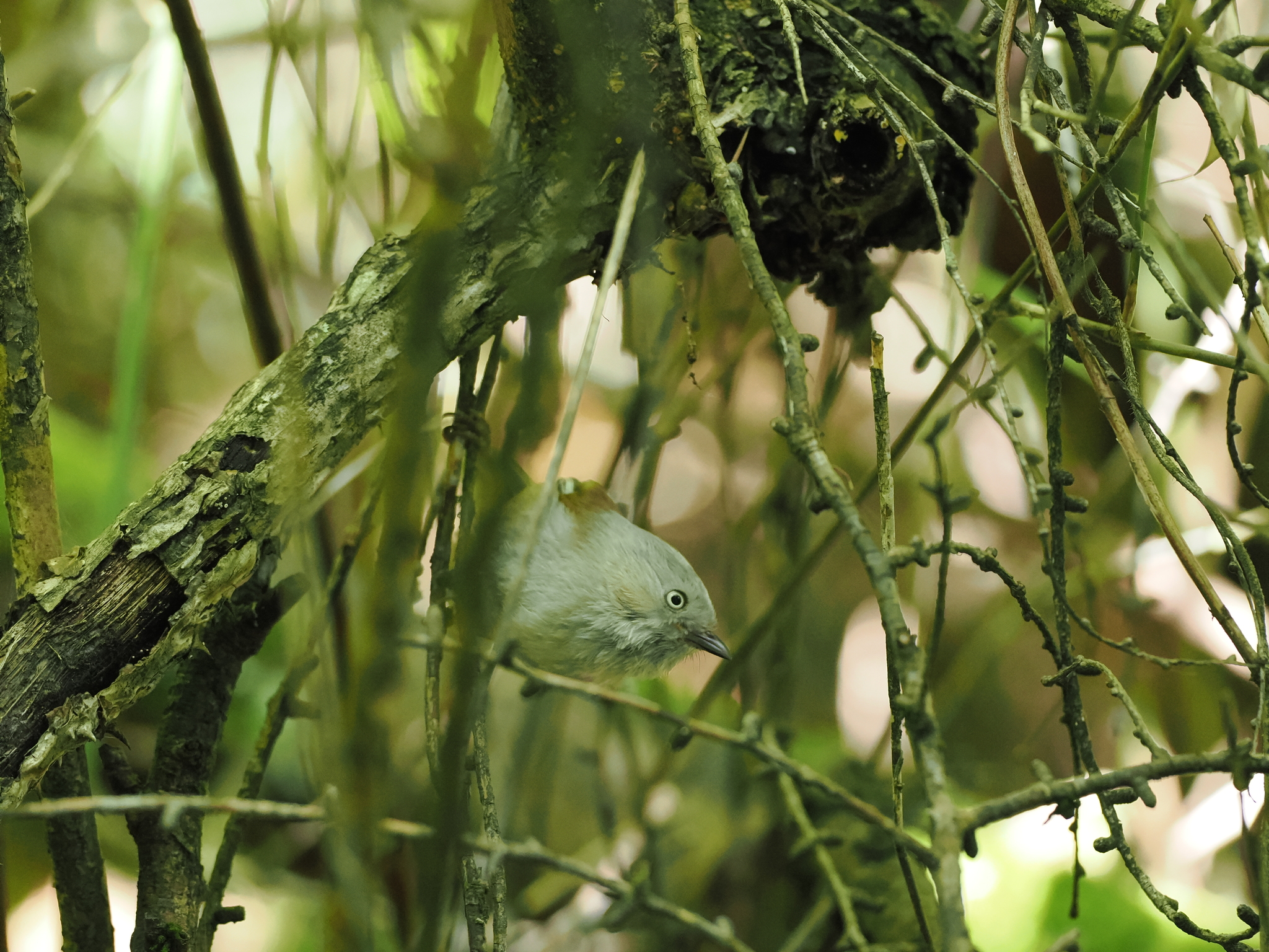 Grey-hooded Fulvetta