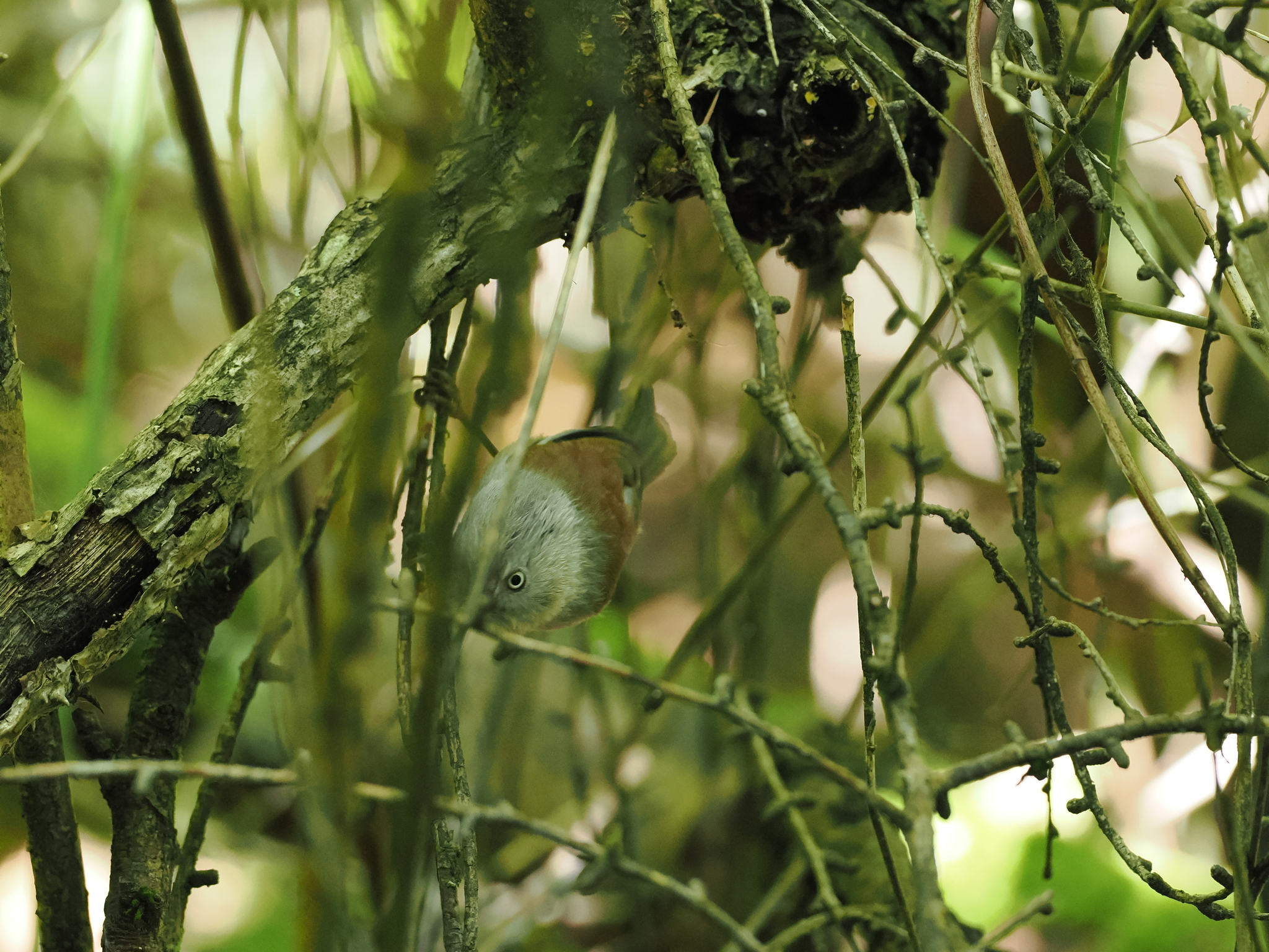 Grey-hooded Fulvetta