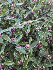 Daphne odora marginata