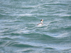 Podiceps occipitalis