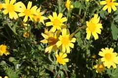 Monolopia lanceolata