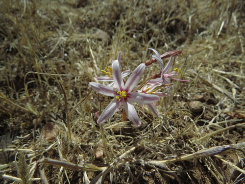 Image of Traubia Modesta (Traubia modesta) by (c) Nicolás Lavandero, some rights reserved (CC BY)