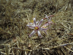 Traubia modesta