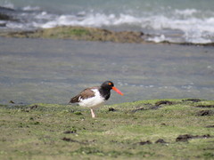 Haematopus palliatus