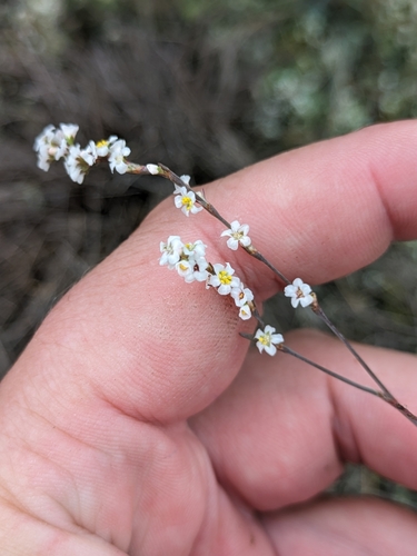 Image of Polygonum arenarium by (c) Denys Vynokurov, some rights reserved (CC BY)
