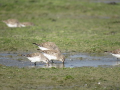 Calidris fuscicollis