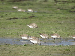Calidris fuscicollis