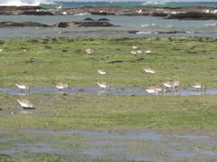 Calidris fuscicollis