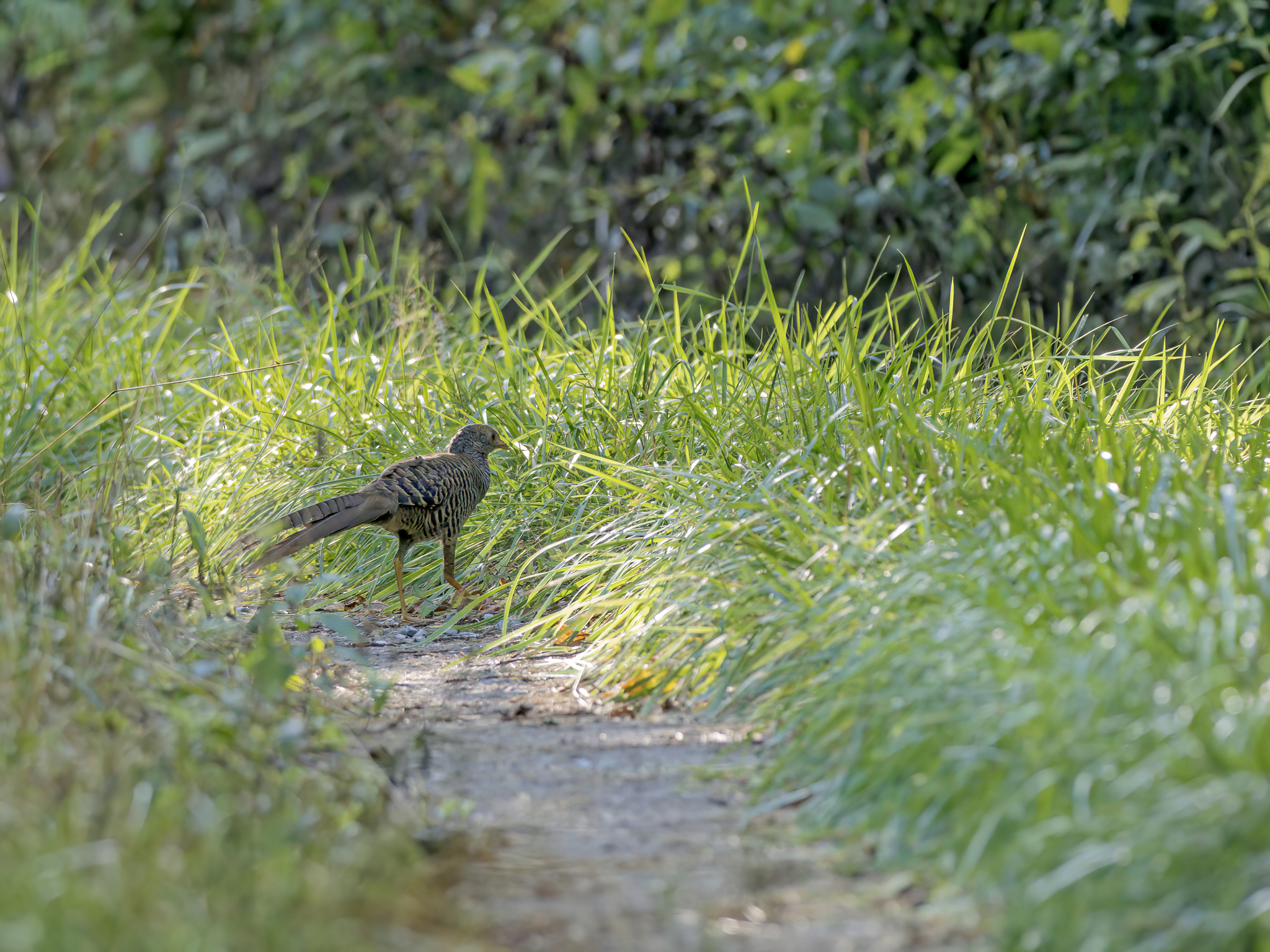 Golden Pheasant