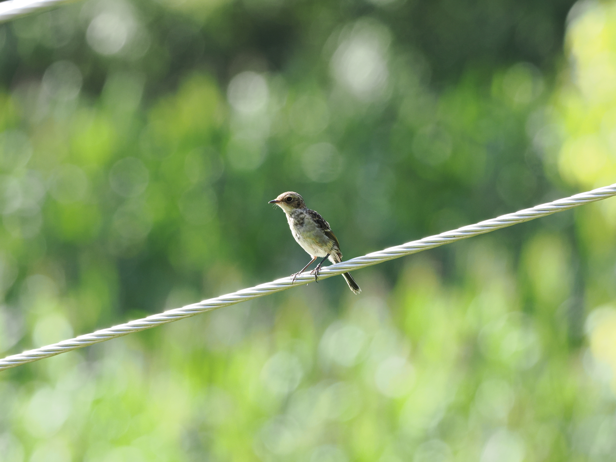 Grey Bush Chat