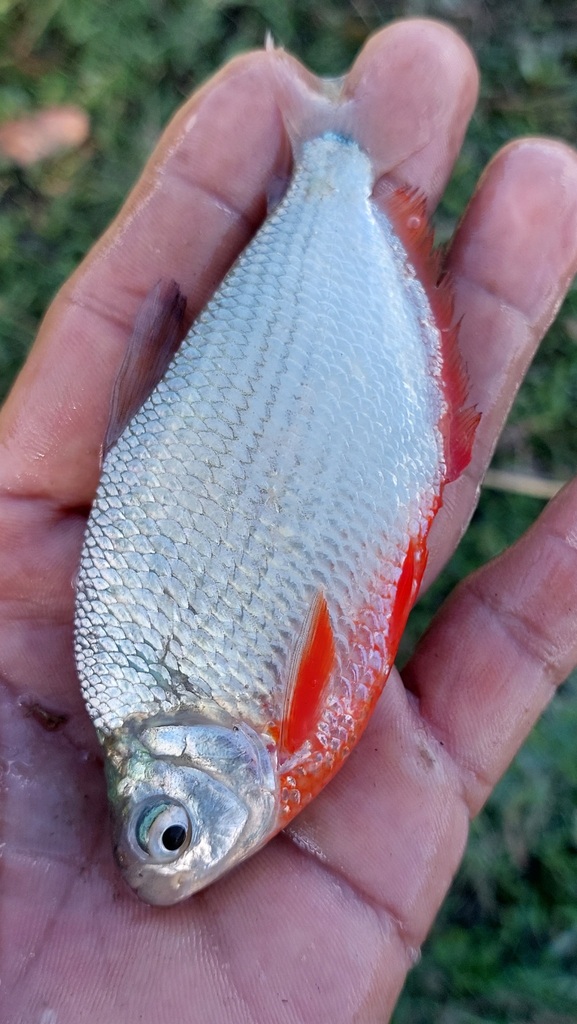 Ruby tetra (Markiana geayi) — Characidae