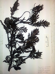 Carpophyllum maschalocarpum